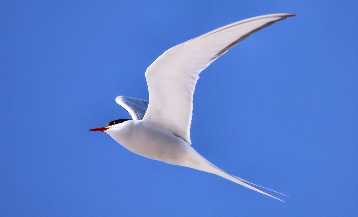 Arctic Tern - ML61560801