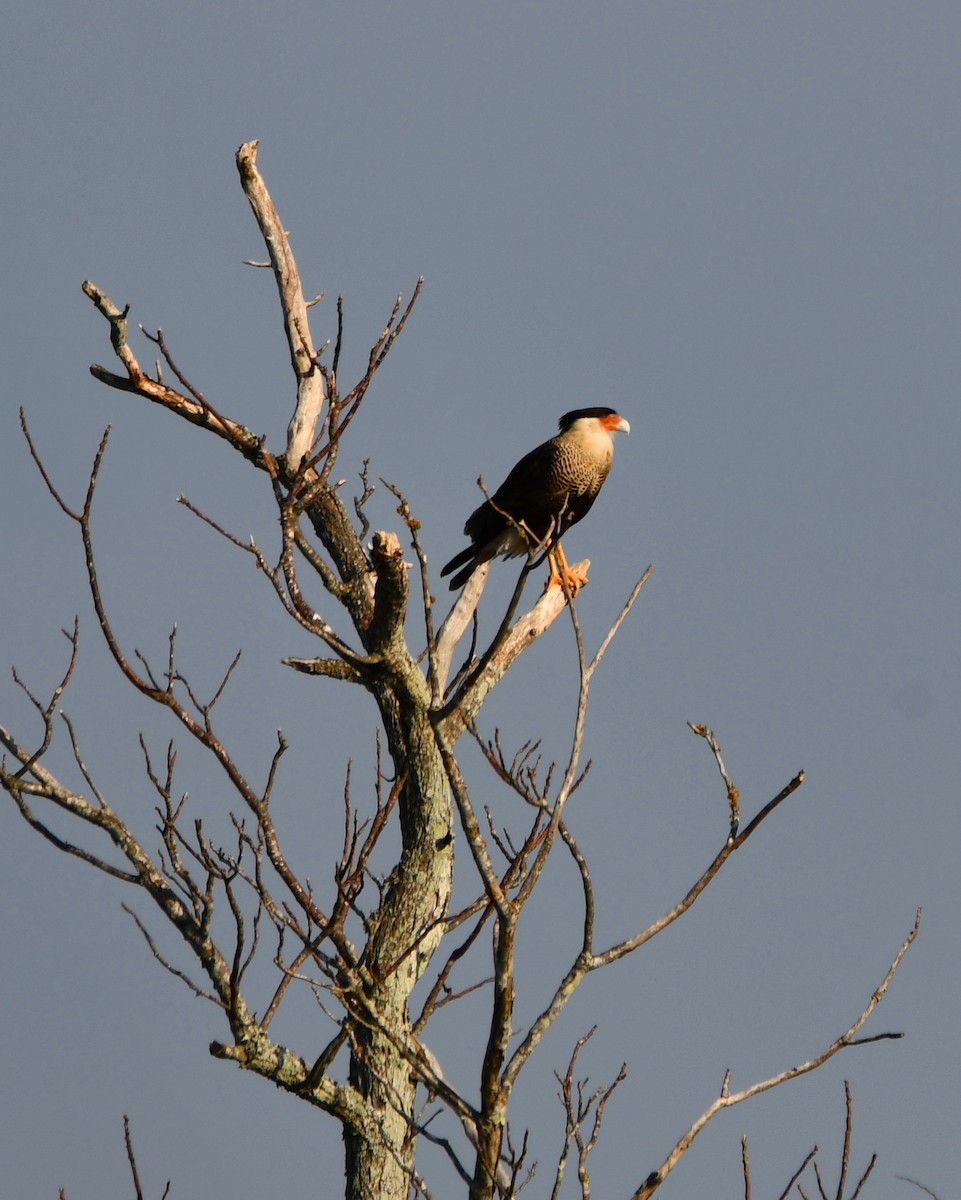 Crested Caracara - ML615608036