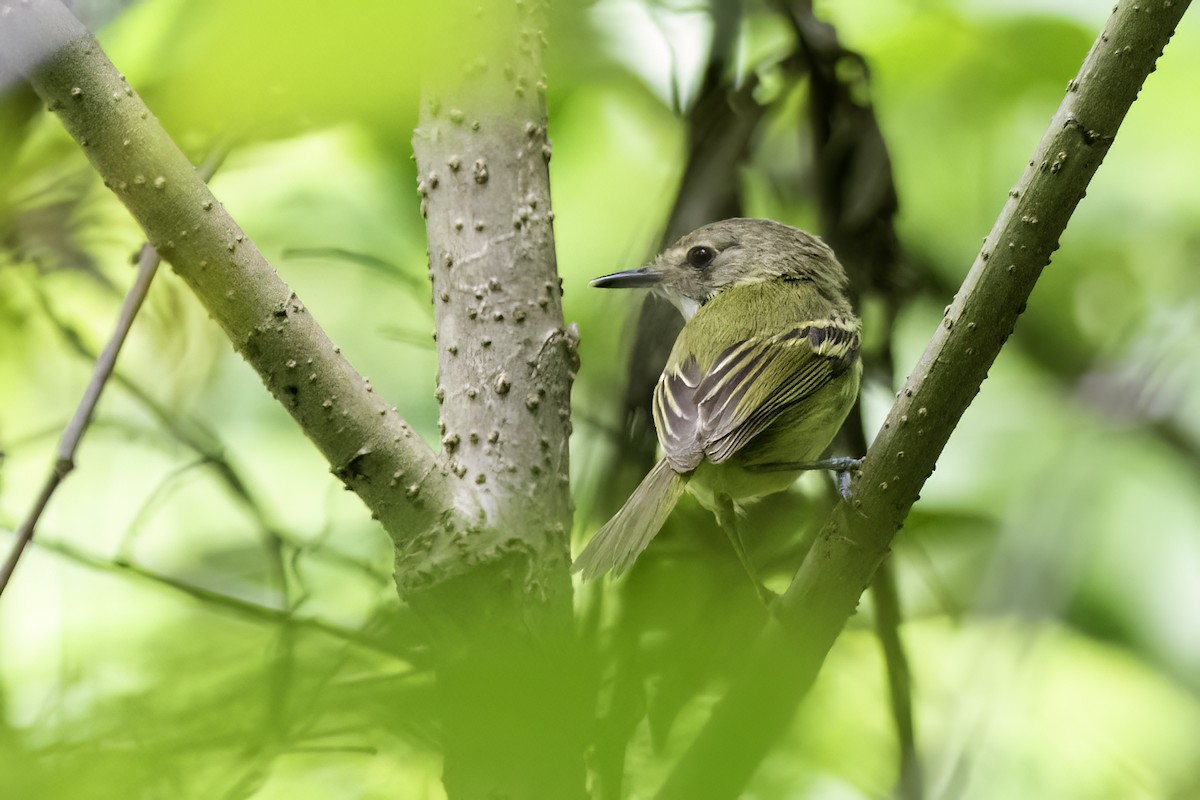 Graustirn-Todityrann - ML615608056