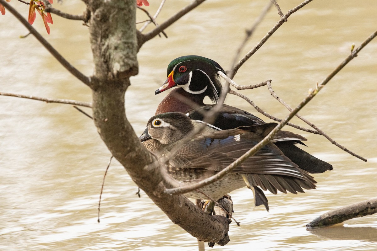 Wood Duck - ML615608093