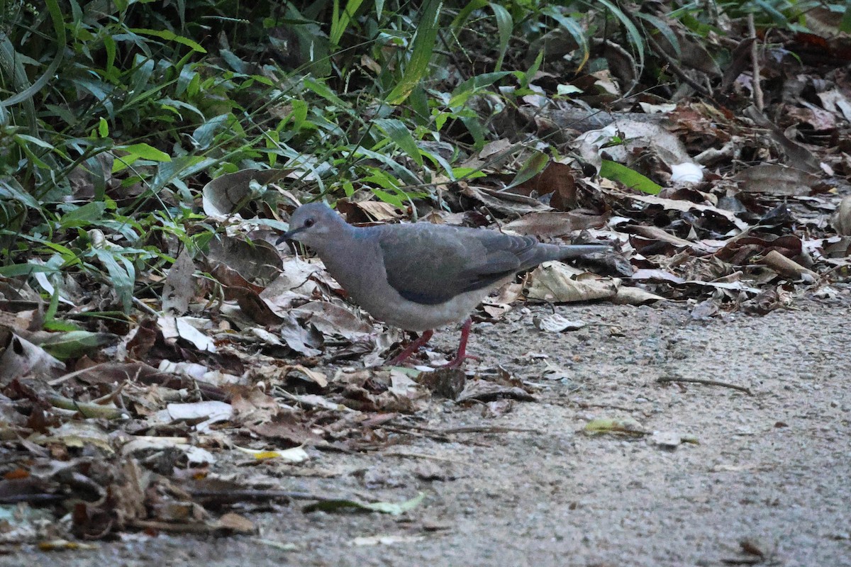 Gray-fronted Dove - ML615608211
