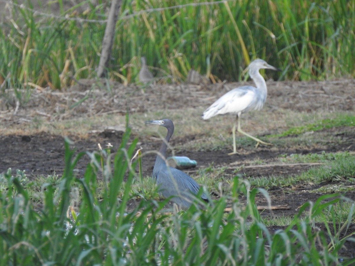 Little Blue Heron - ML615608254