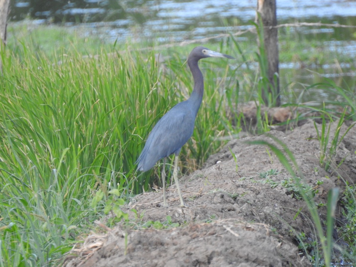 Little Blue Heron - ML615608255