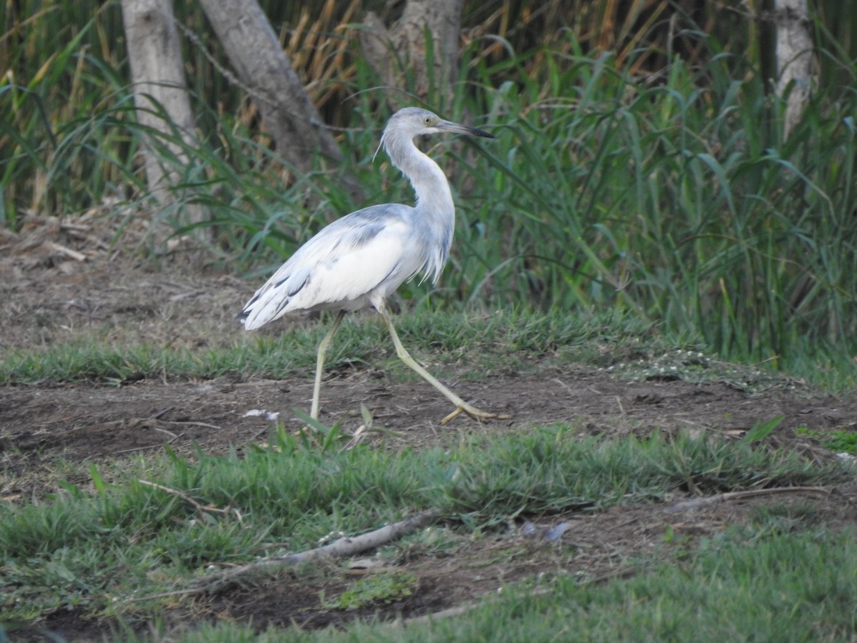 Little Blue Heron - ML615608256