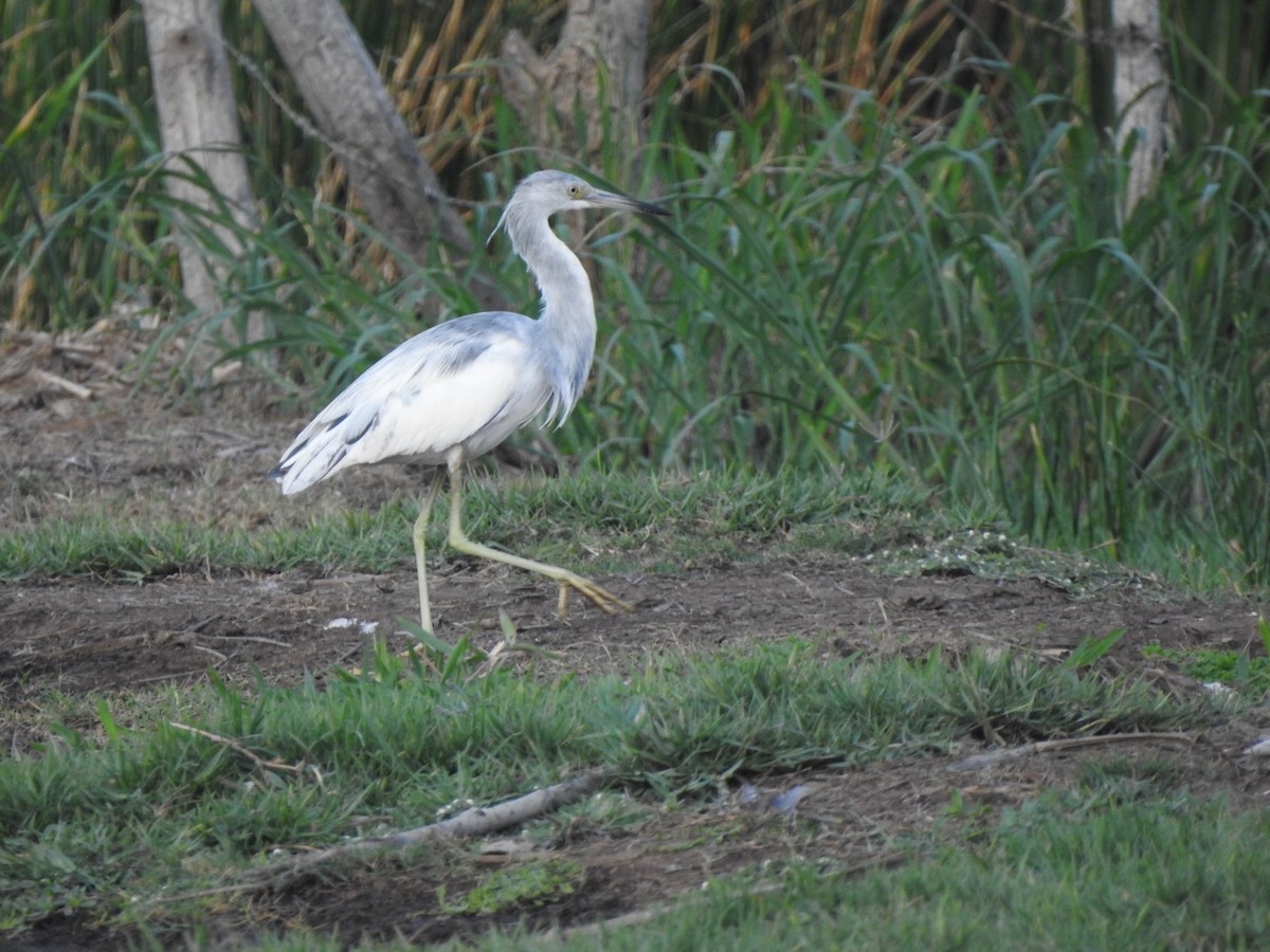 Little Blue Heron - ML615608257