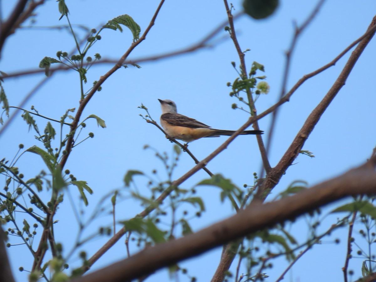 Scissor-tailed Flycatcher - Karla Aparicio (#HarpyFans) (@NatyCiencia507) (#BirdWatchers507)