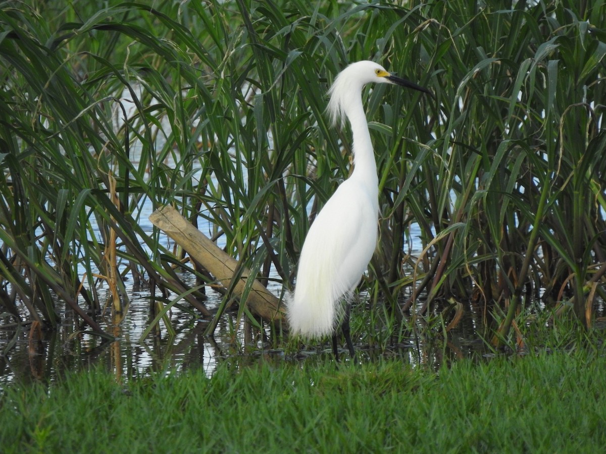 Snowy Egret - ML615608300