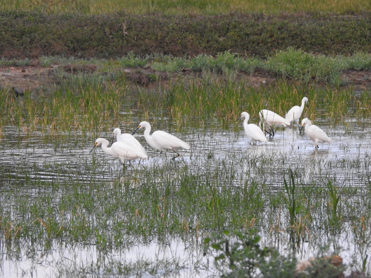 Snowy Egret - ML615608303