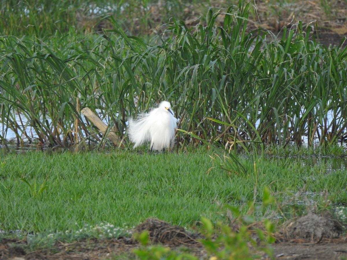 Snowy Egret - ML615608304