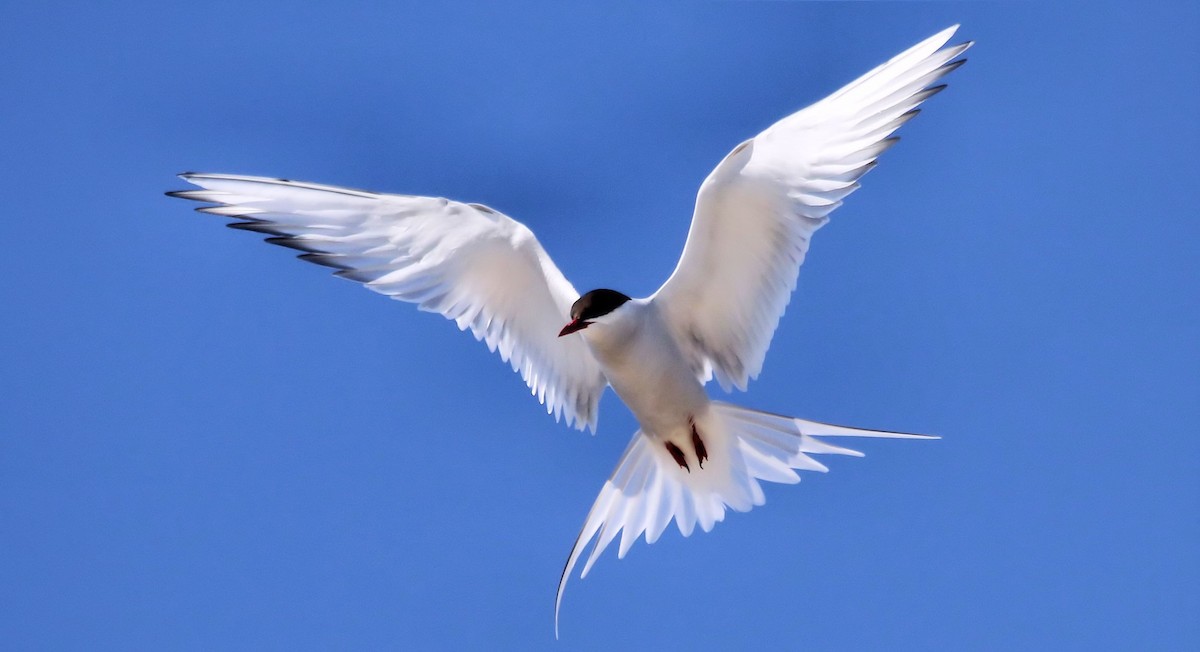 Arctic Tern - ML61560831