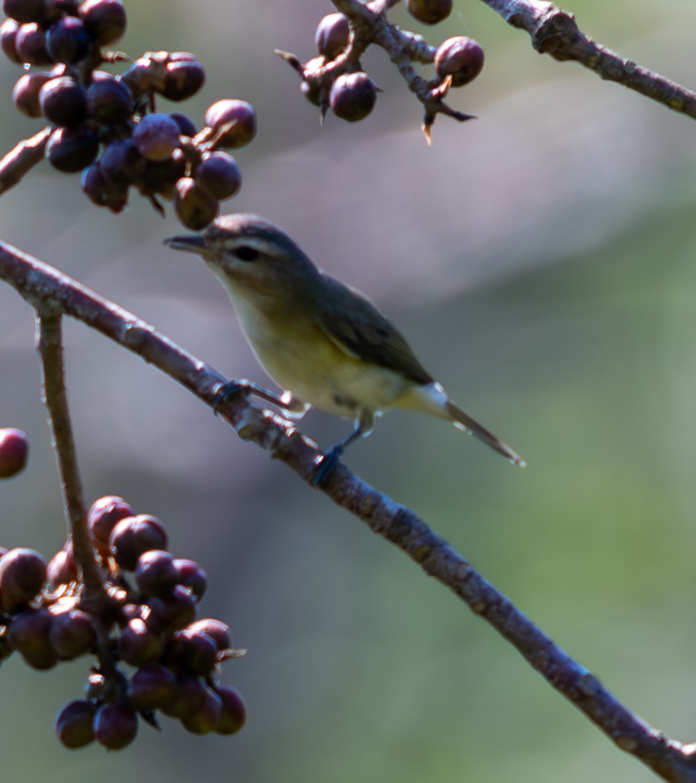 Warbling Vireo - ML615608311