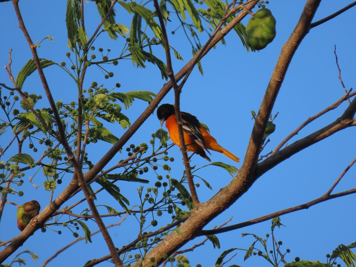 Baltimore Oriole - Karla Aparicio (#HarpyFans) (@NatyCiencia507) (#BirdWatchers507)