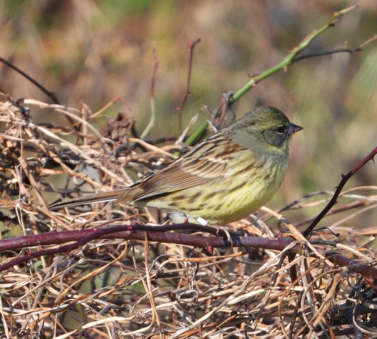 Masked Bunting - Gary Graves