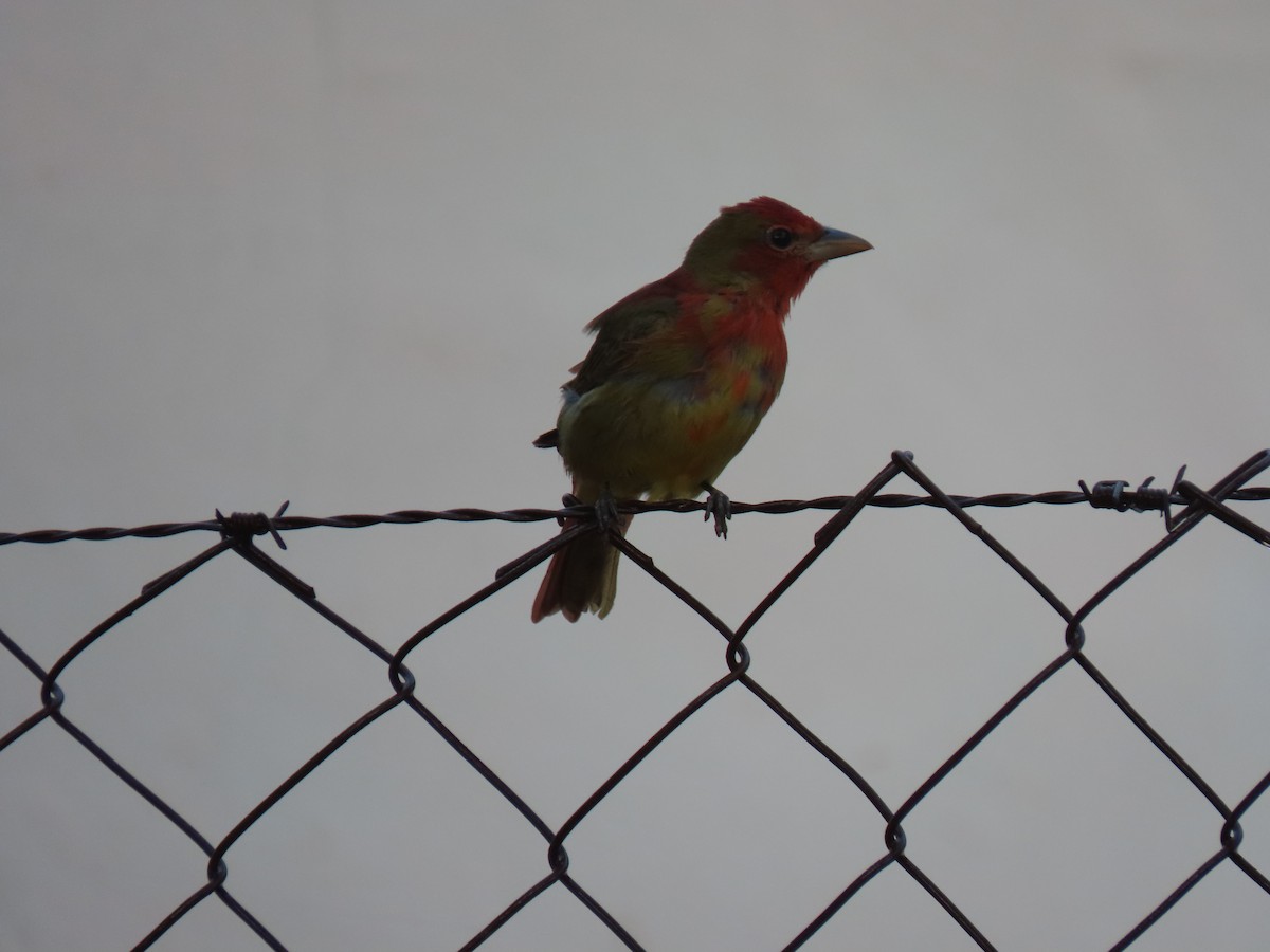 Summer Tanager - Karla Aparicio (#HarpyFans) (@NatyCiencia507) (#BirdWatchers507)