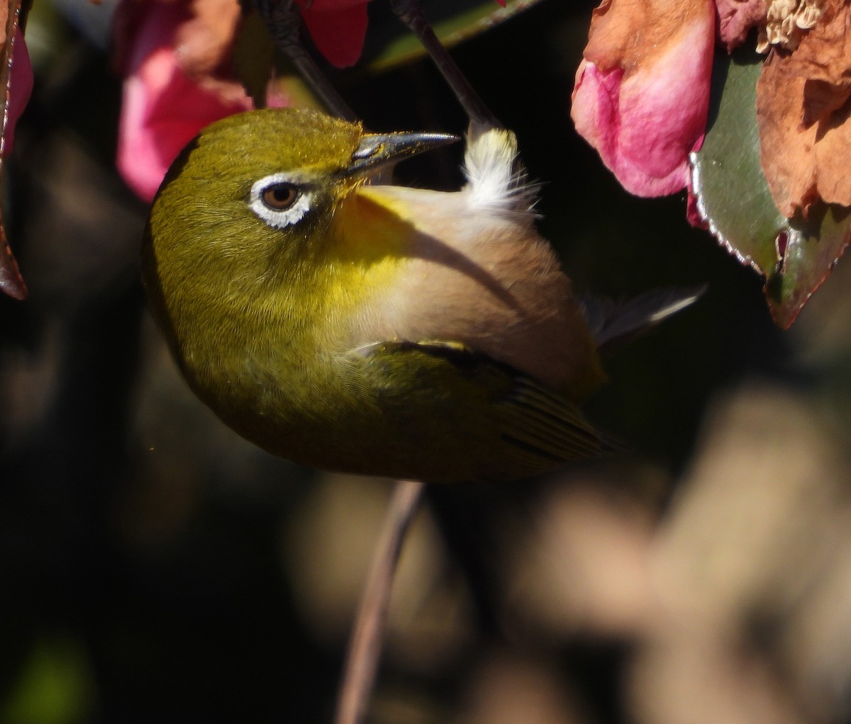 Warbling White-eye - Gary Graves