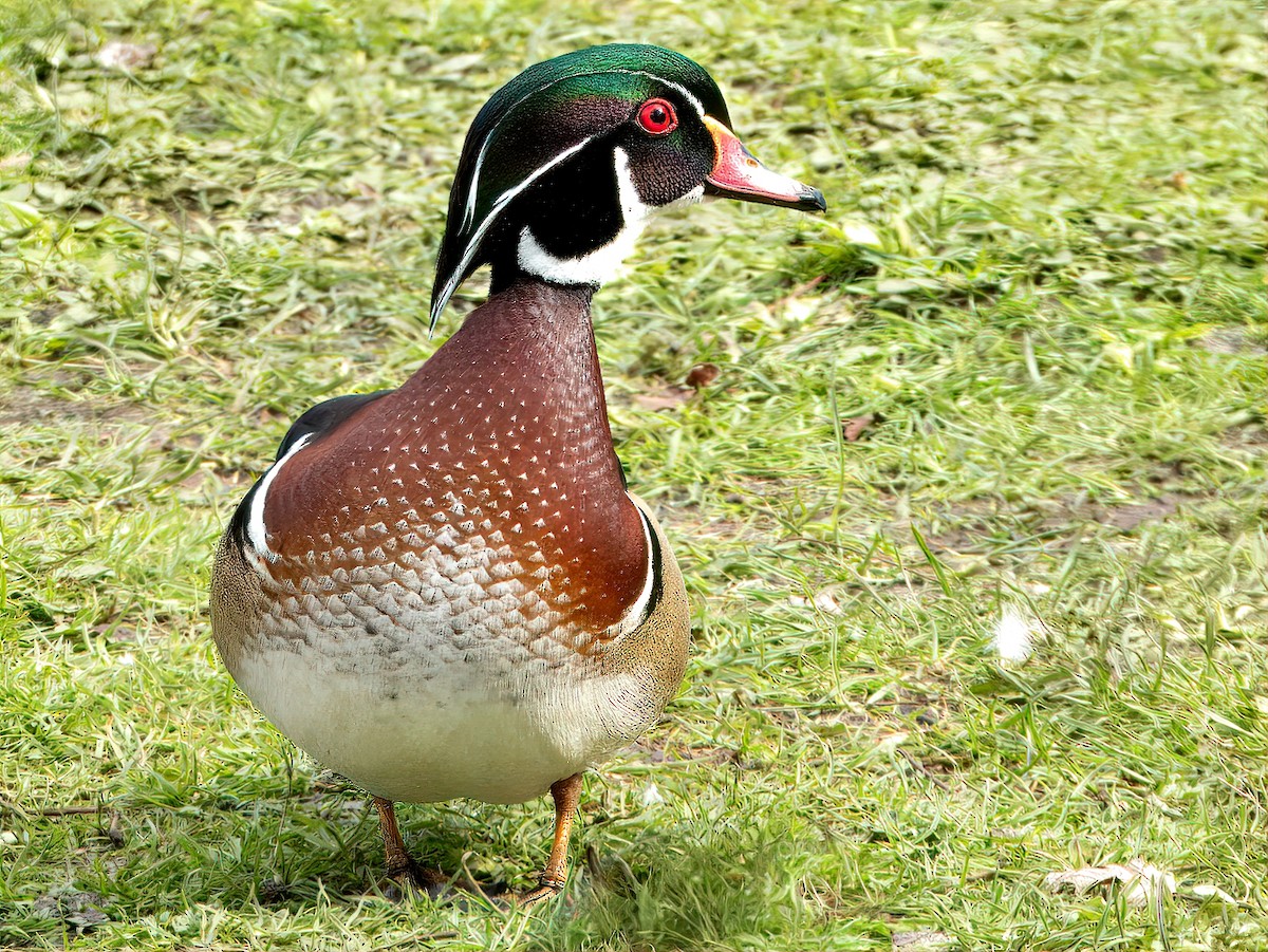 Wood Duck - ML615608400