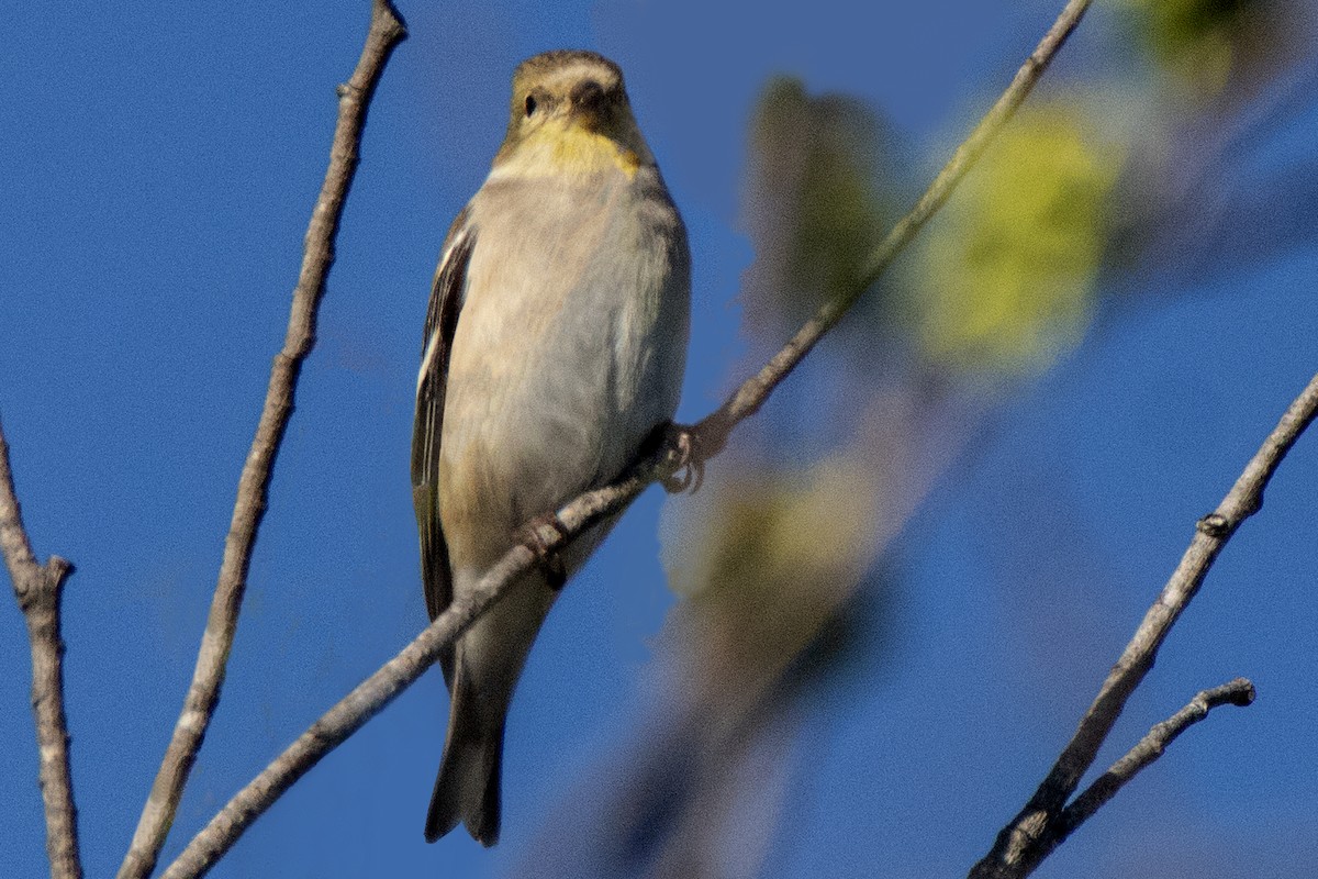 Chardonneret jaune - ML615608410