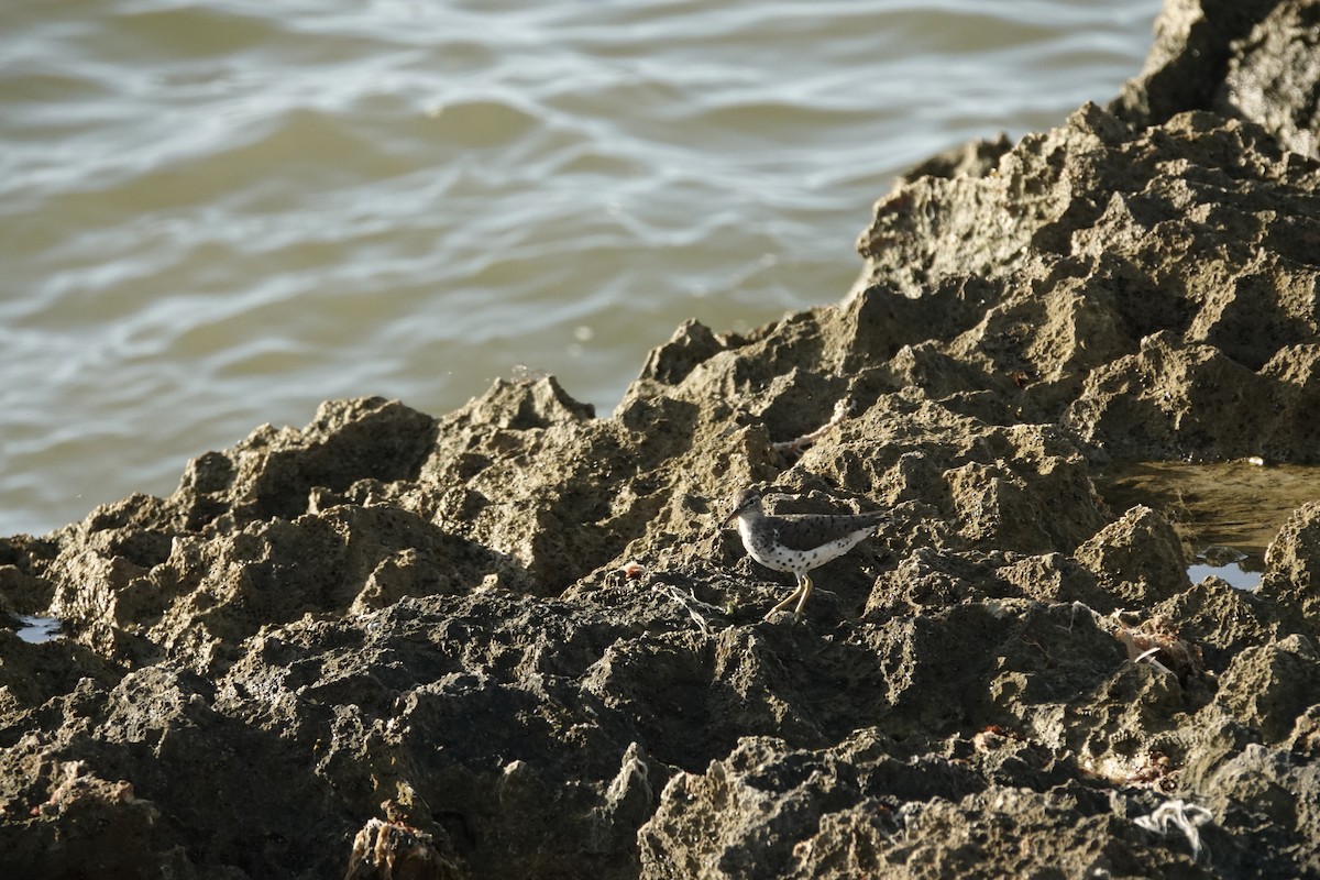 Spotted Sandpiper - ML615608414