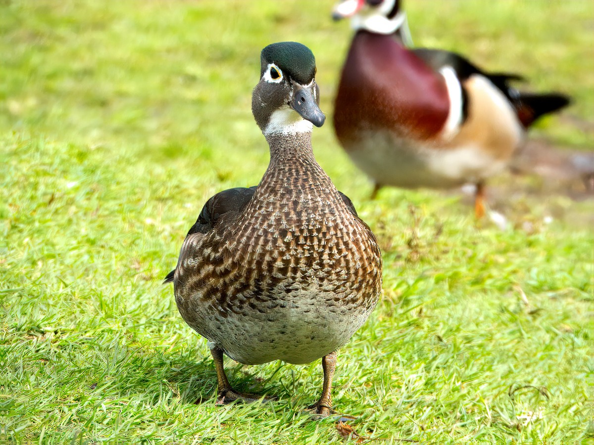 Wood Duck - ML615608415