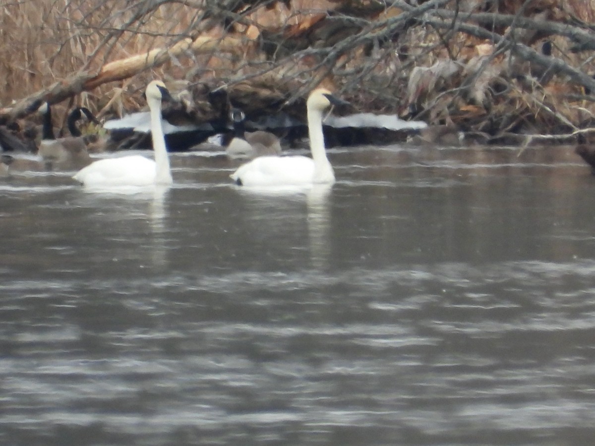 Cygne trompette - ML615608427