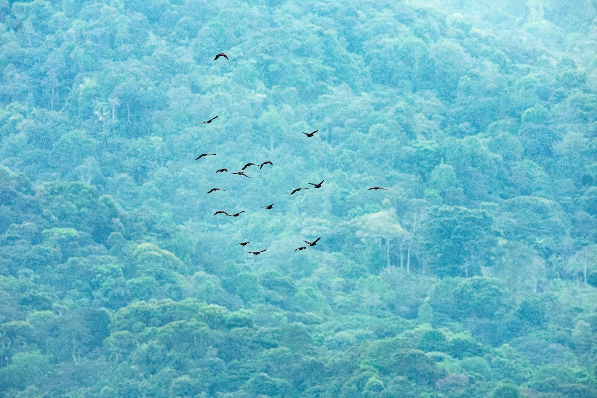 Bronze-winged Parrot - Claudia Castro