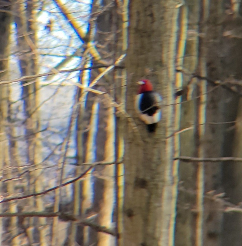 Red-headed Woodpecker - Becky Howard
