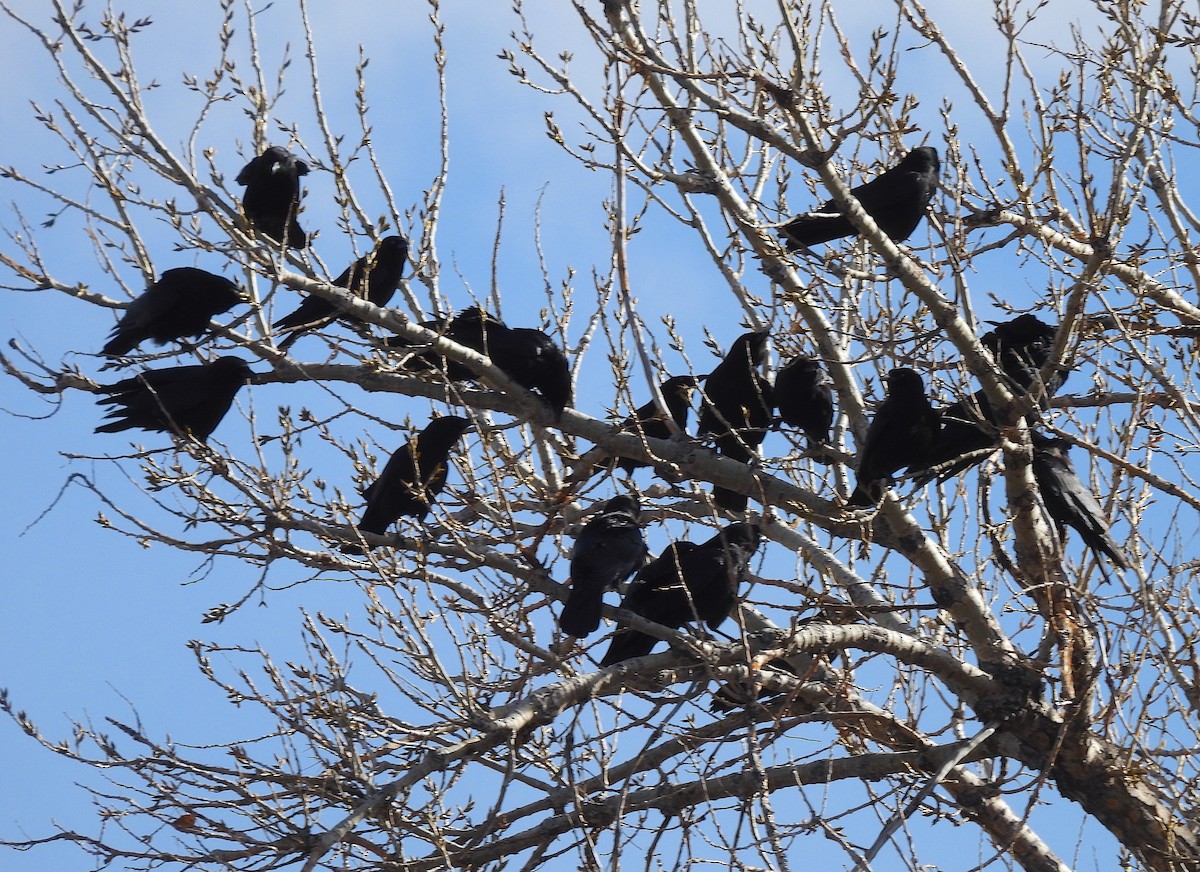 American Crow - ML615608522