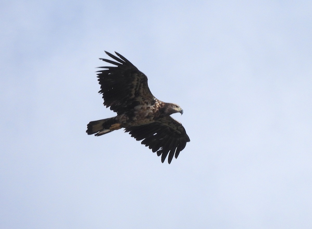 Weißkopf-Seeadler - ML615608528