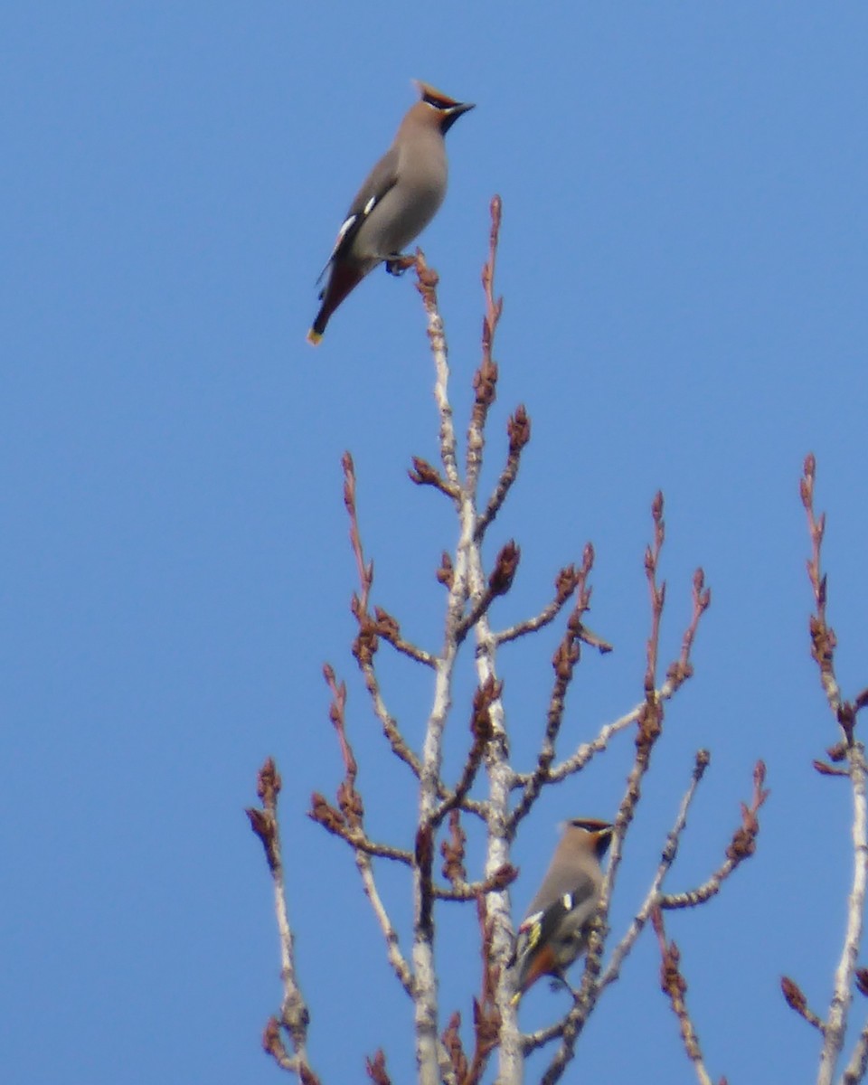 Bohemian Waxwing - ML615608538