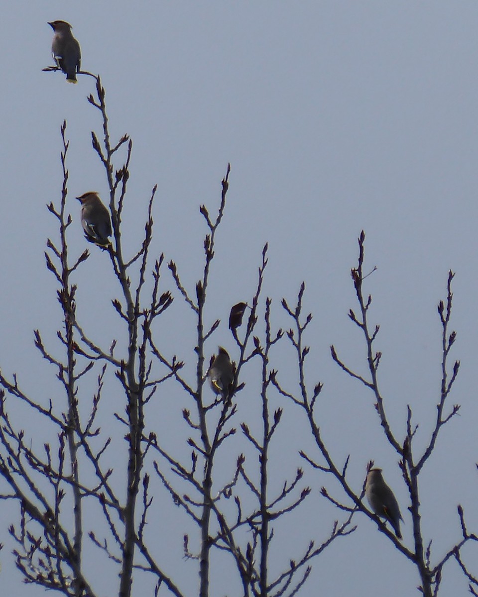 Bohemian Waxwing - ML615608540