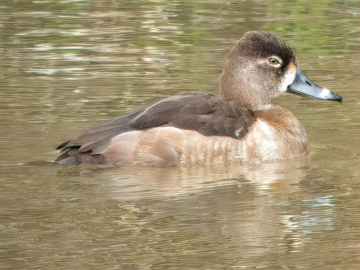 Fuligule à collier - ML615608571