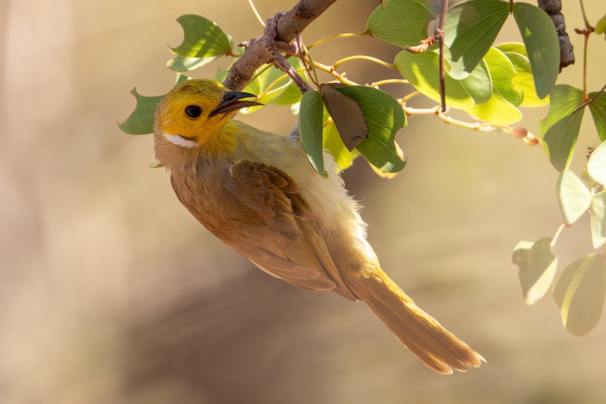 White-plumed Honeyeater - ML615608575