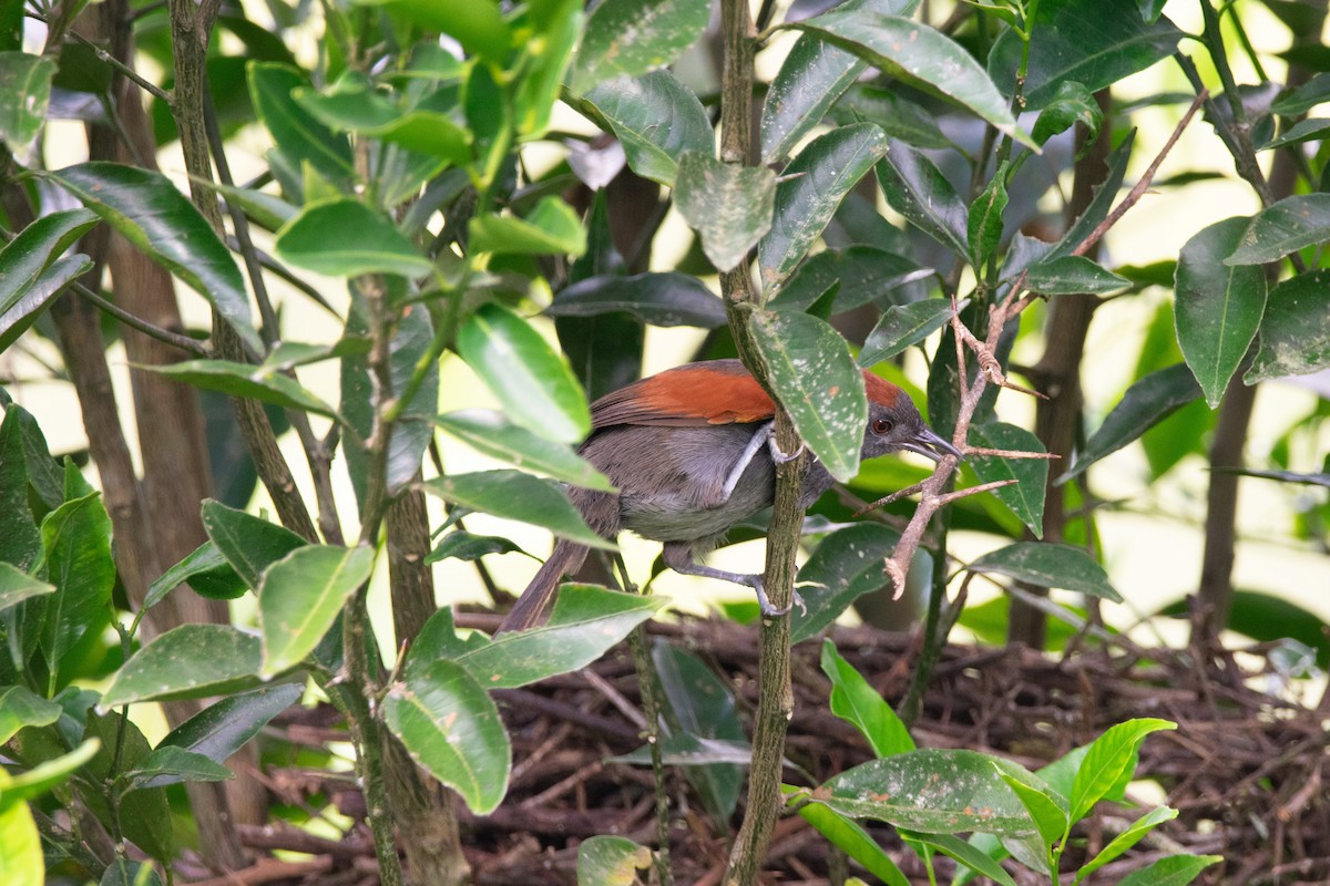 Slaty Spinetail - Claudia Castro