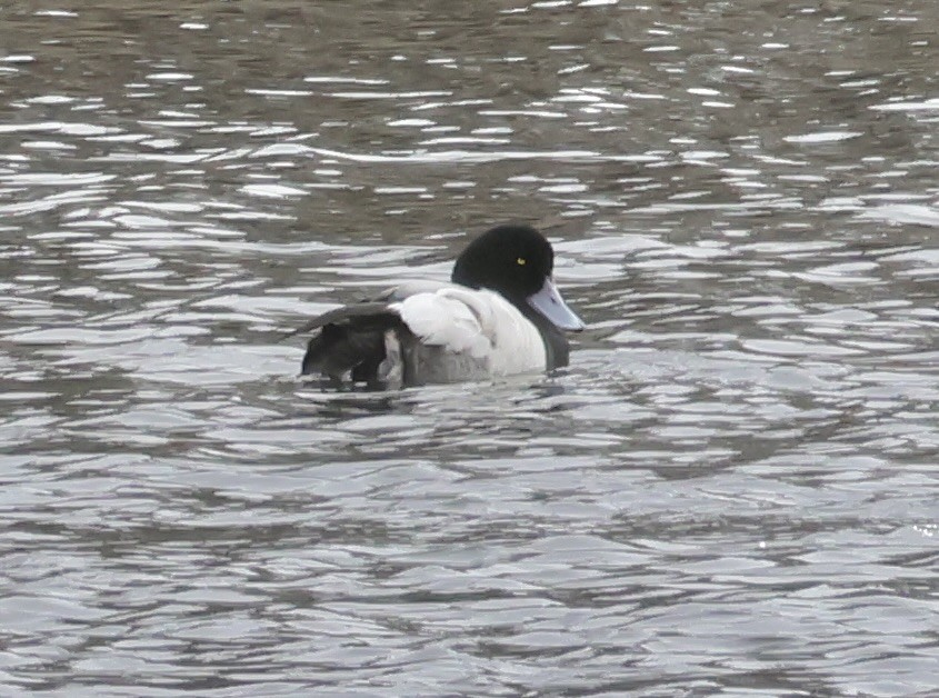 Greater Scaup - ML615608647