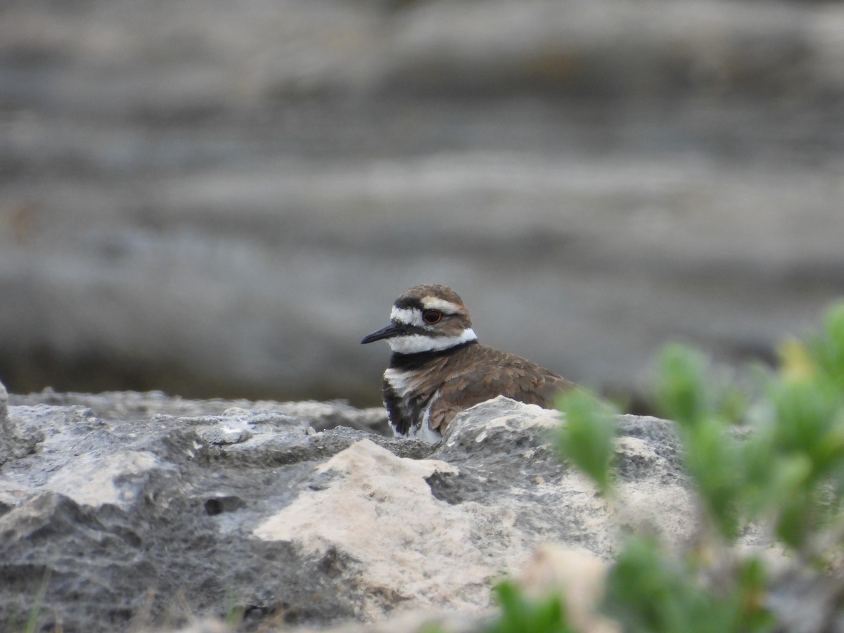 Killdeer - ML615608692