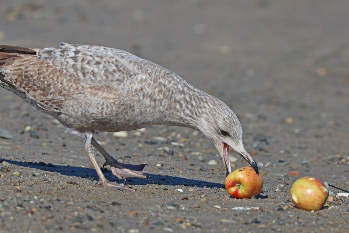 Herring Gull - ML615608727