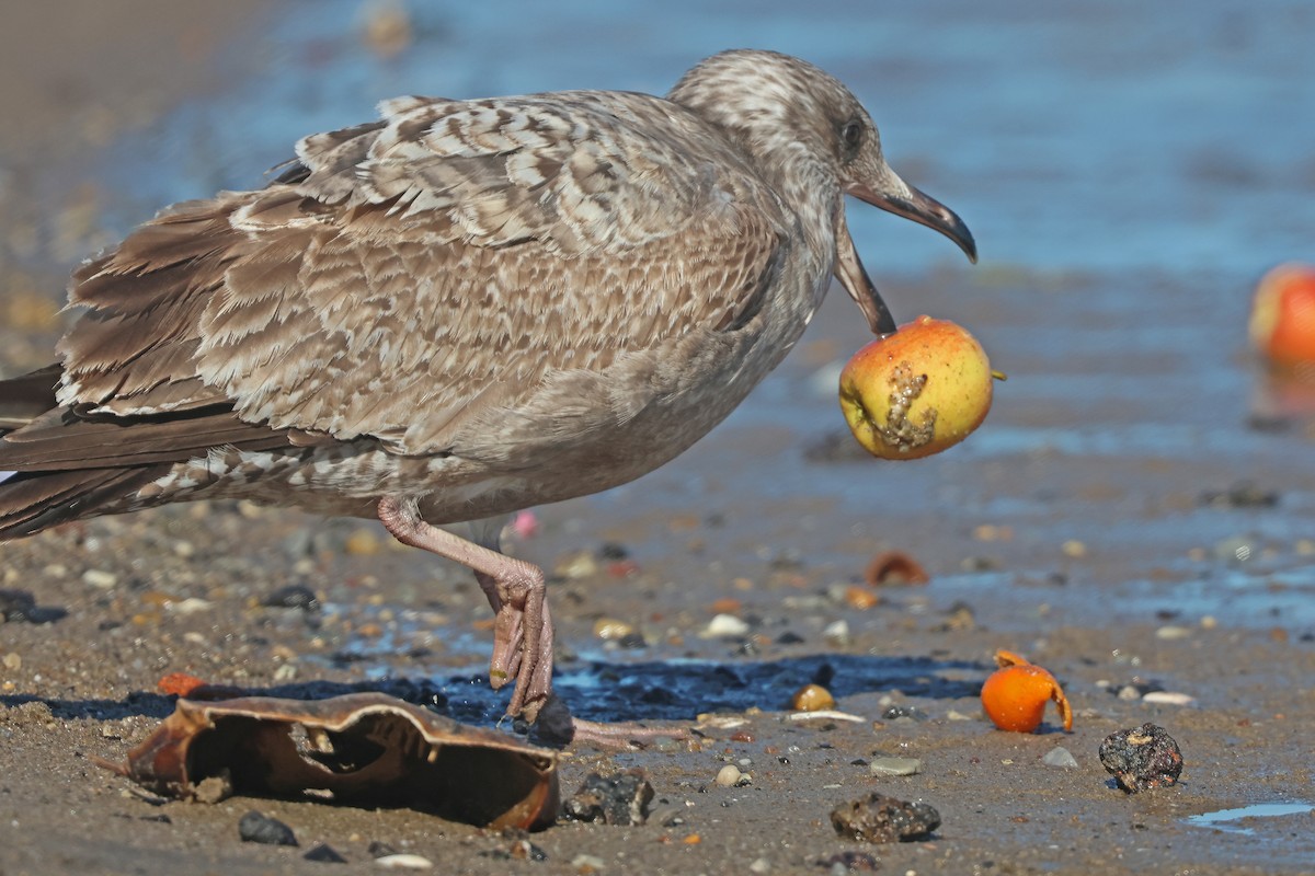 Herring Gull - ML615608728