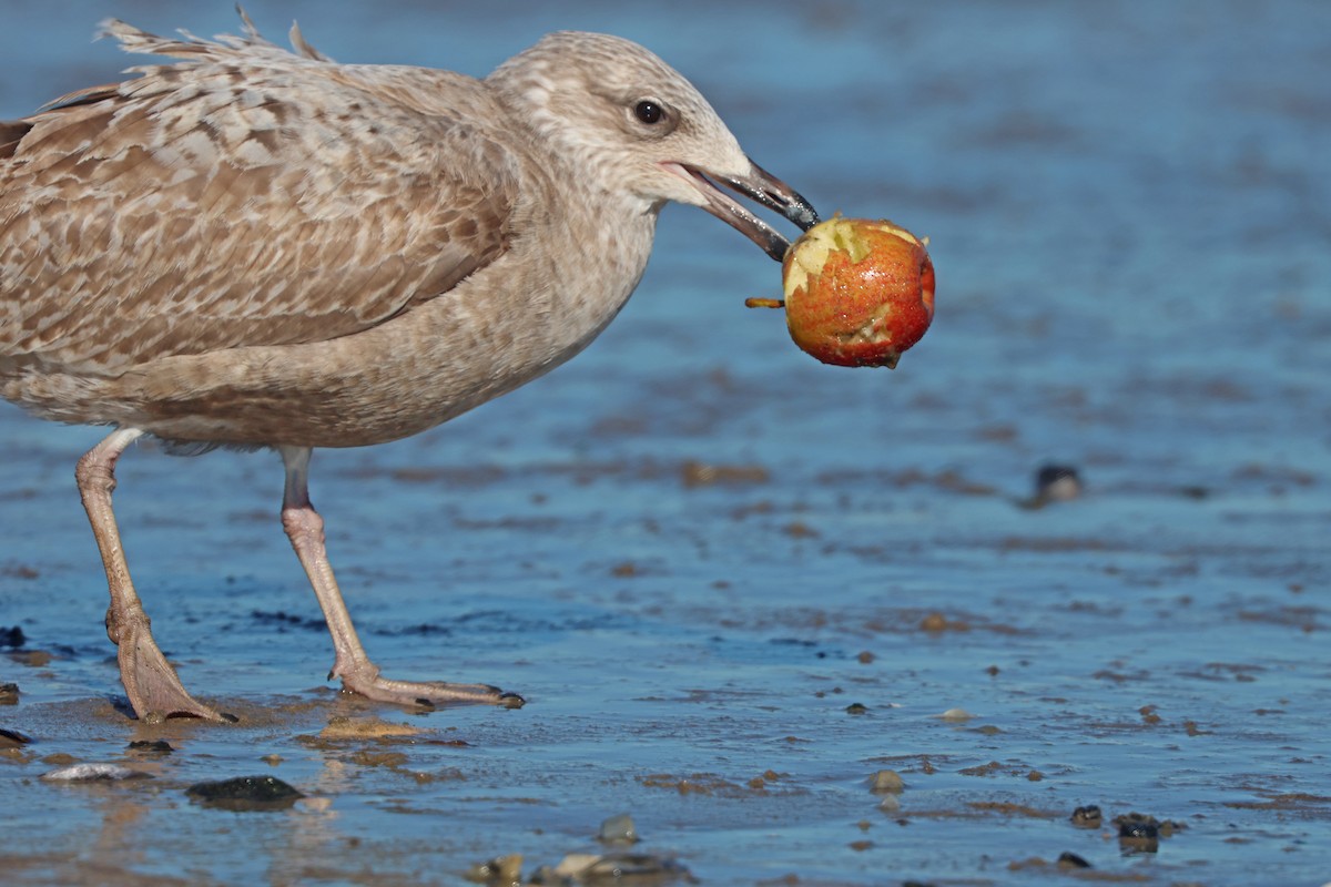 Herring Gull - Corey Finger