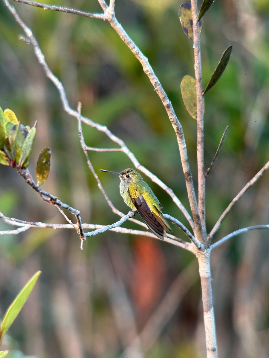 kolibřík zelenoocasý - ML615608749