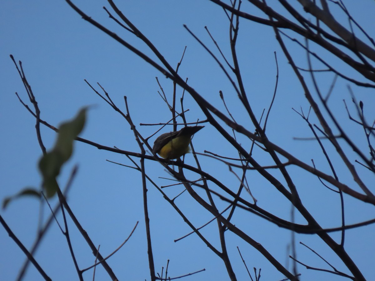 Western Kingbird - ML615608787