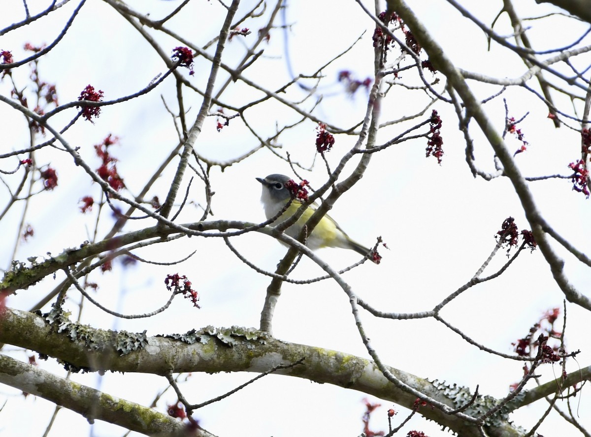 Blue-headed Vireo - ML615608852