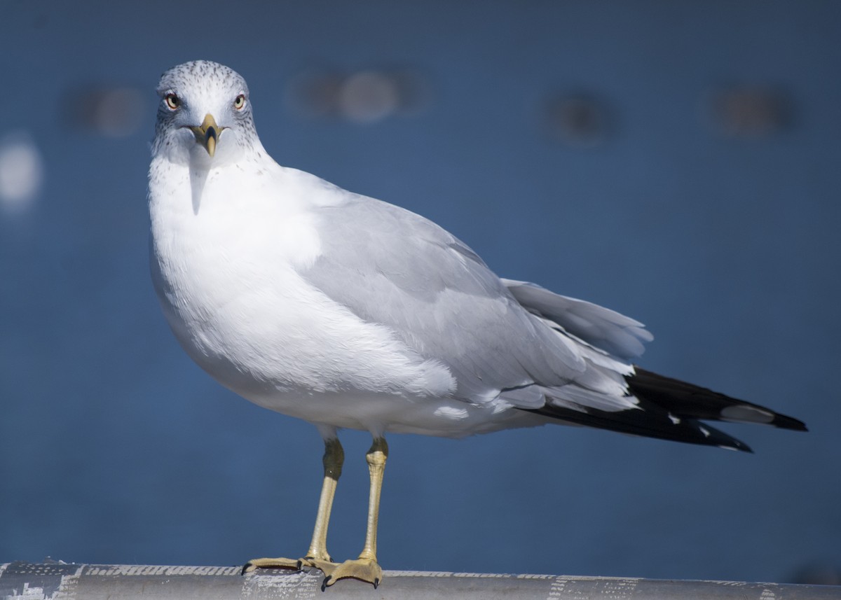 Ring-billed Gull - ML615608906