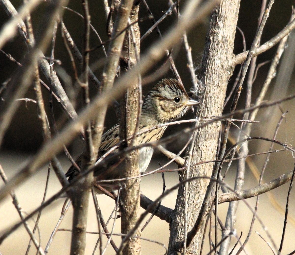 Lincoln's Sparrow - ML615608921