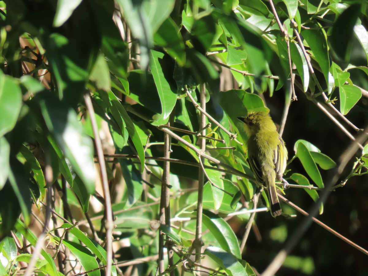 Ochre-lored Flatbill - ML615608956