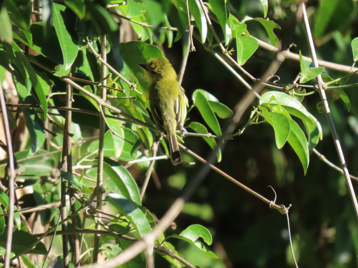 Ochre-lored Flatbill - ML615608957