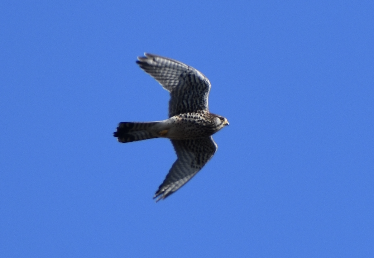 Eurasian Kestrel - Dr. Wolverine