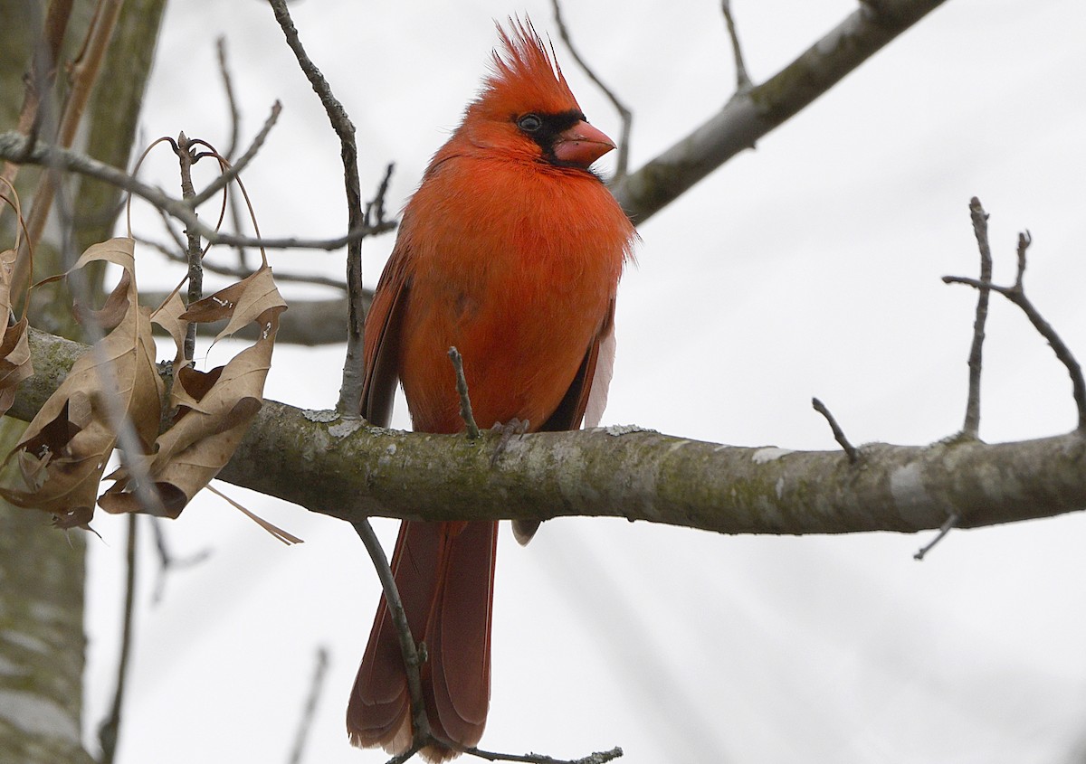 Northern Cardinal - Igor Sokolov