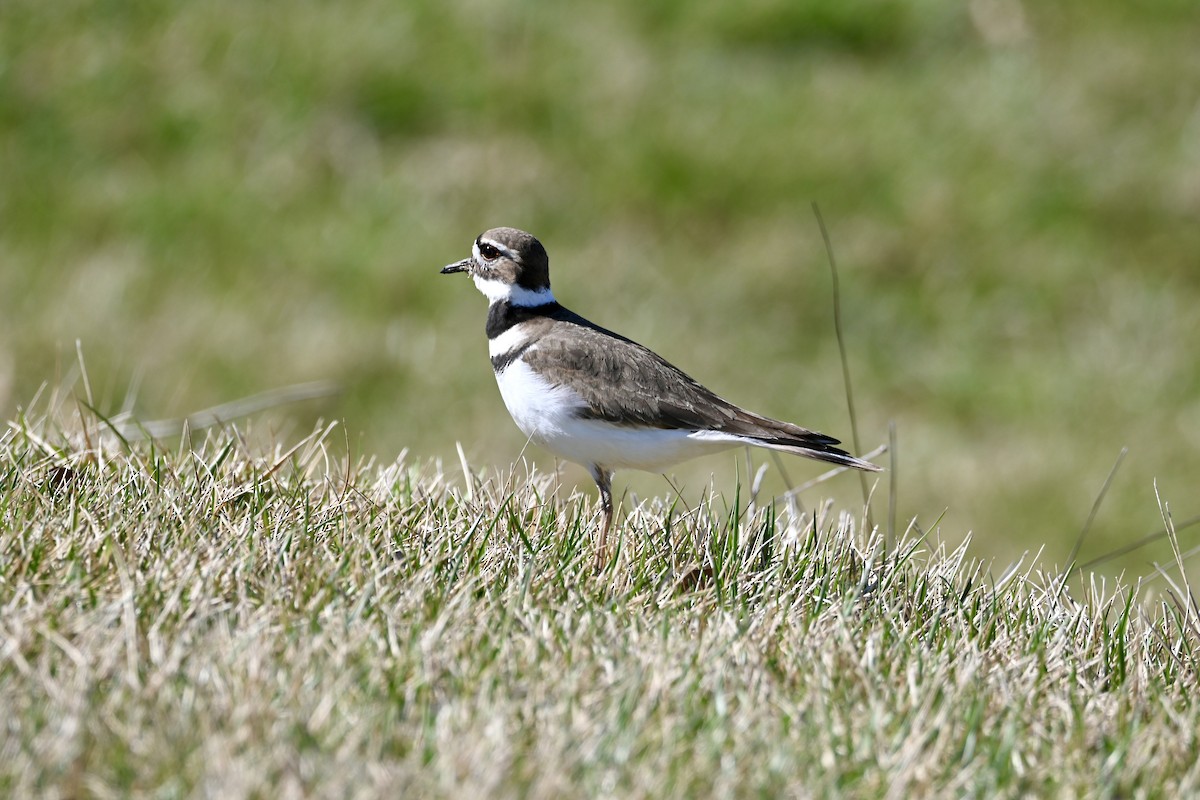 Killdeer - ML615609103