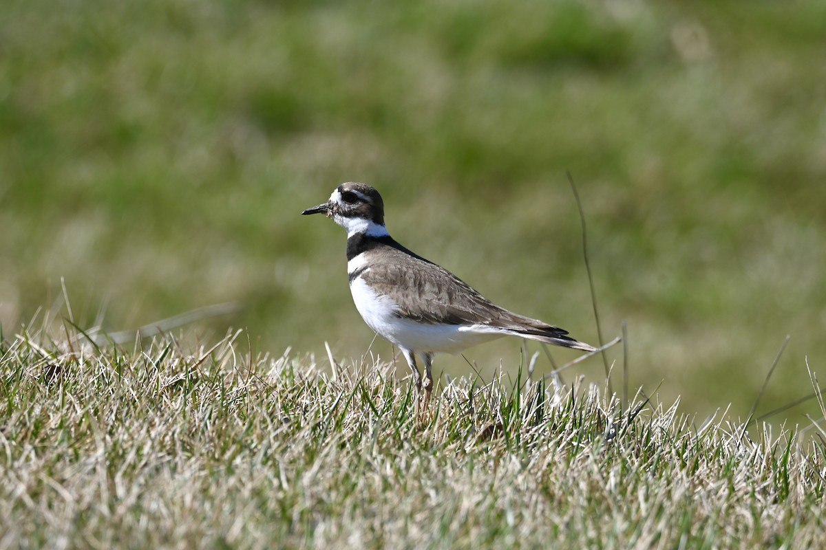 Killdeer - Justin Riley