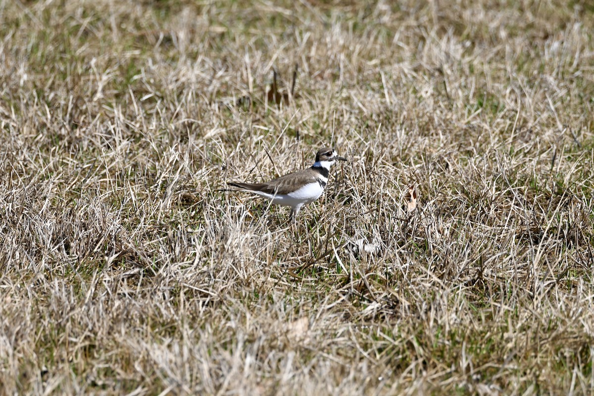 Killdeer - Justin Riley